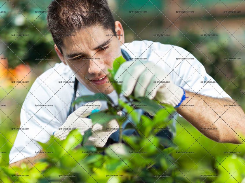 Working In Greenhouse