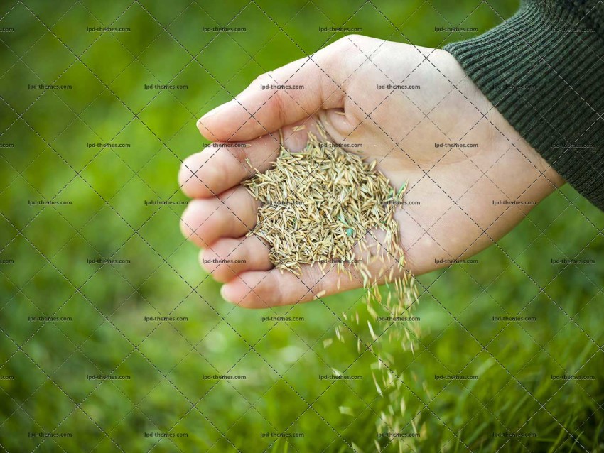 Planting Grass Seed